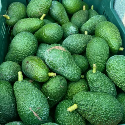 Aguacate Hass